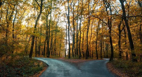 road goes two ways directions in a beautiful autumn forest symbol of making a decision .