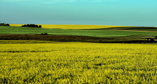 Strategic Framework for Accelerating Sustainable Agriculture in Canada